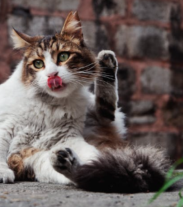 Les 5 Méthodes Efficaces pour Laver votre Chat