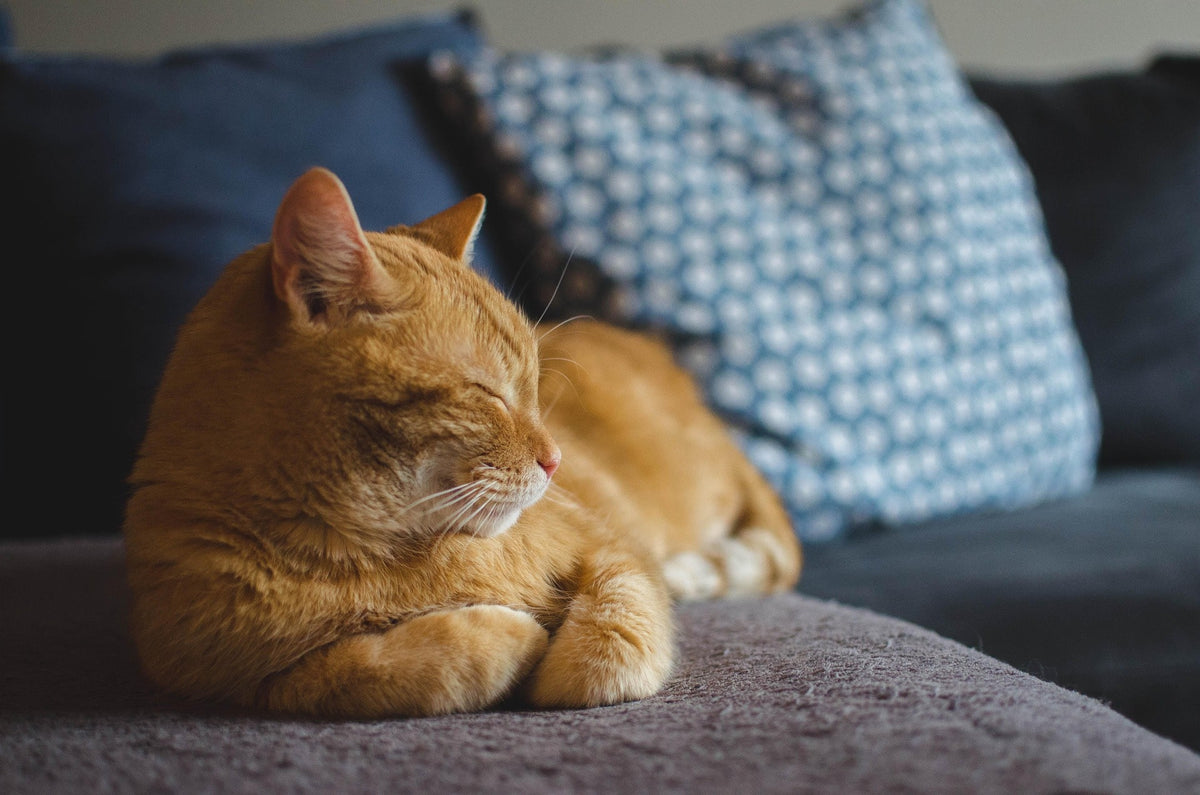 Chat detendu